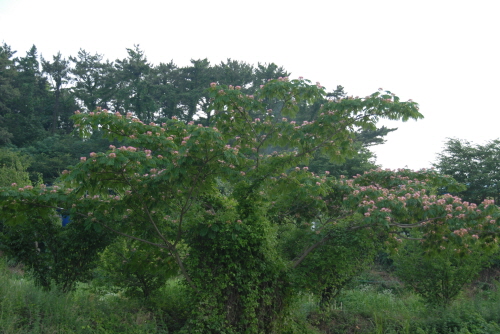 밭둑이나 산 기슭에 피어나는 자귀나무 꽃