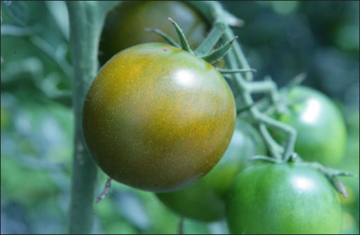 껍질이 검붉은 블랙마토가 익어가고 있다. 블랙마토는 처음엔 녹색으로 일반적인 토마토와 같은 색깔이지만 익어가면서 검붉은 색으로 변한다.