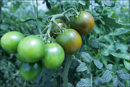전채우 씨의 하우스엔 요즘 블랙마토가 한창 익어가고 있다. 블랙마토는 일반적인 토마토보다 2배 가량 비싸게 팔리고 있다.