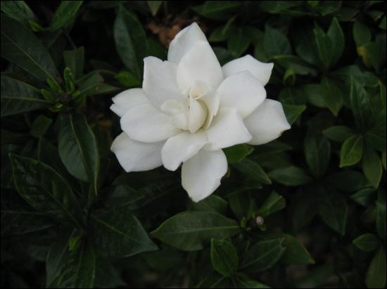 흰 치자 꽃. 치자는 원래 진노란물이 듭는다. 그런데 꽃이 흰빛깔입니다