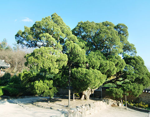 수령 500년된 월성 손씨 종가에 뜰에 서 있는 향나무