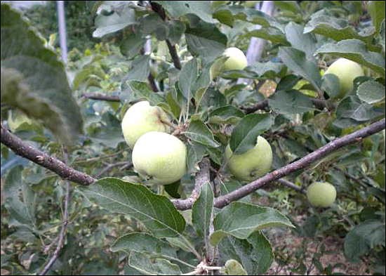잔디 길가에 심은 사과나무에 제법 실한 사과들이 보인다. 먹을 수 있다면 더 좋겠지만, 보는 것만으로 만족하고 있다.  