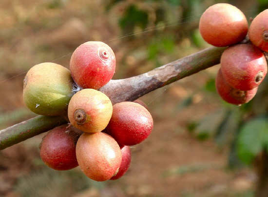 잘 익은 커피나무 열매. 