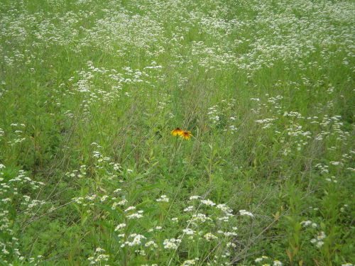 개망초밭 한가운데 피어난 루드베키아...꽃말이 '평화로운 공존'이다.