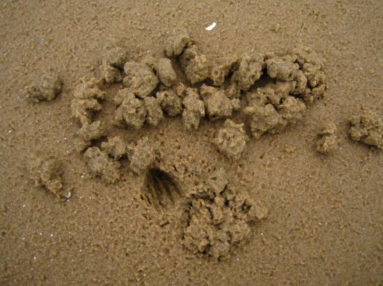 게가 사는 구멍입니다. 가짜 구멍들을 많이 만들어 놓았습니다. 주위에 동글동글한 흙은 게들이 구멍을 내기 위해 파낸 갯벌입니다