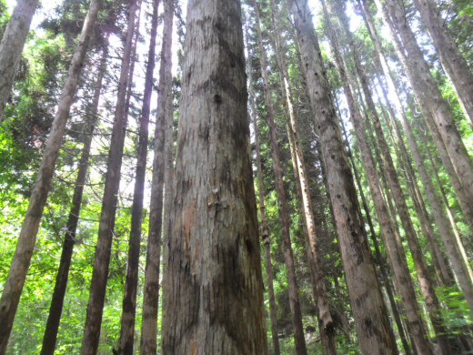 그윽한 향기를 뿔어내는 삼나무숲. 