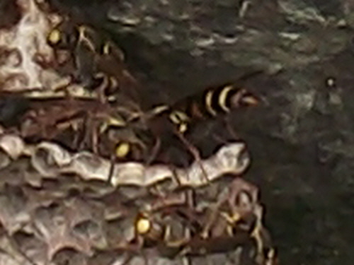 맹독을 가진 말벌의 꼬리. 숫벌은 독이 없고 암벌이 독침을 가지고 있다.