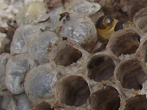 벌구멍마다 말벌 애벌레로 가득차 있다.
