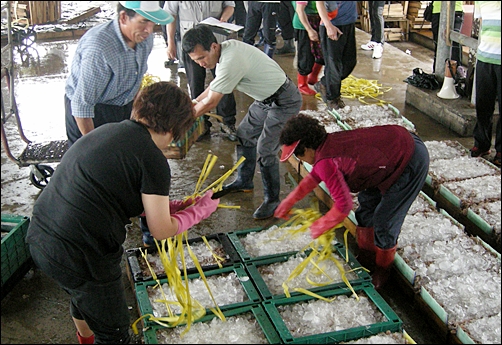 남녀인부들이 트럭에서 내린 꽃새우 상자 껍질을 떼서 정리하고 있다. 
