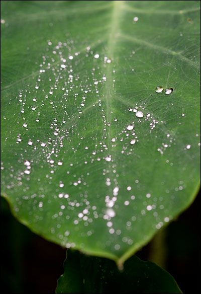 알로카시아 잎에 맺힌 빗방울