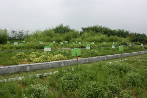 한국대나무박물관  한국대나무박물관 , 야외 종죽장