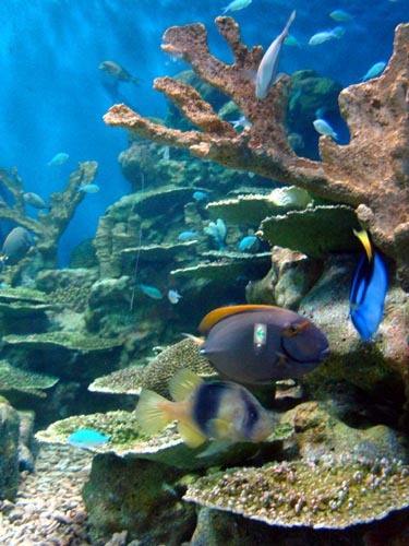 산호초와 어류들.