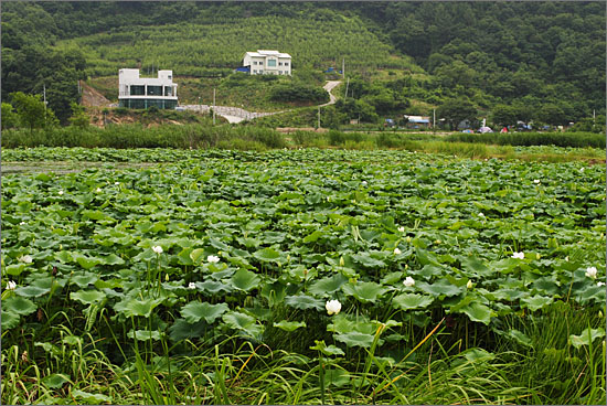  서오지리 연꽃단지 전경.