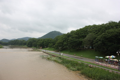 관방제림 관방제림, 200년 이상된 나무가 많다 