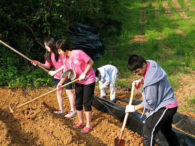 2011년도 농촌봉사활동에 참여한 청소년들이 밭에서 구슬땀을 흘리고 있다. 