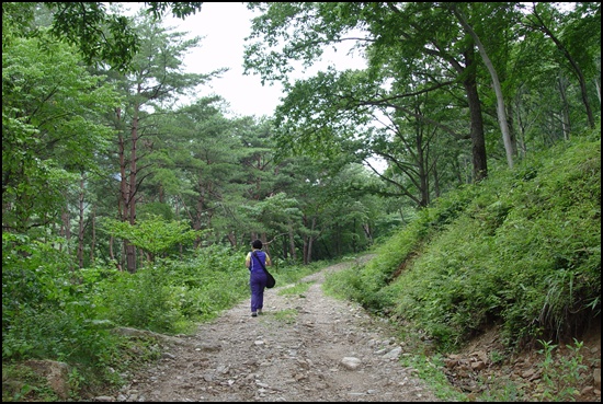 모후산입니다. 멀리 숲해설가 김복임씨가 걸어갑니다. 산에 오면 정상가기 어렵답니다. 이것저것 둘러보면 정상 오를 생각 없다네요. 