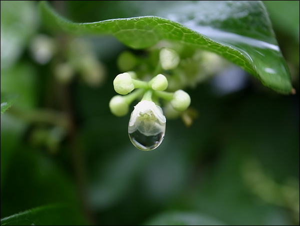 비온 뒤 빗방울을 머금고 있는 댕댕이덩굴의 꽃입니다. 물방울 하나보다도 작습니다.