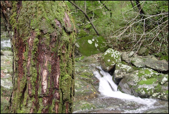 소나무에 이끼가 내렸습니다. 졸졸 흐르는 물가 바위도 이끼가 앉았습니다. 온 세상이 녹색지대입니다.