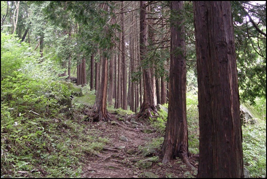 편백나무 숲길도 있습니다. 다양한 수종이 나름대로 자리를 잡고 군락을 만들었습니다. 
