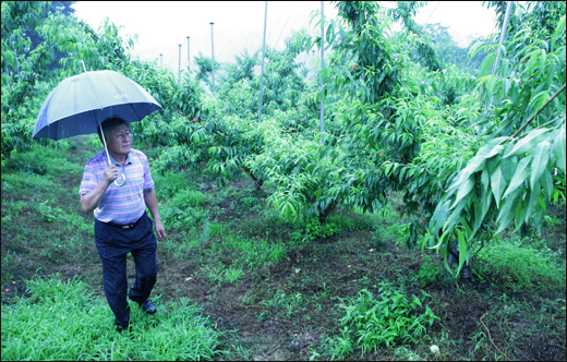 농사꾼 김용재 씨가 우산을 받쳐든 채 복숭아밭을 돌아보고 있다.