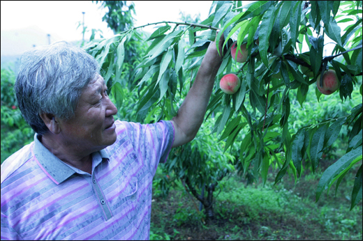 과원을 돌아보던 김용재 씨가 비에 흠뻑 젖은 가지를 들어 열매를 살피고 있다.