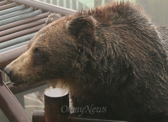 일본 홋카이도 노보리베츠의 불곰 사육장. 홋카이도 시레토코 국립공원에는 불곰 500여 마리가 서식하고 있다. 