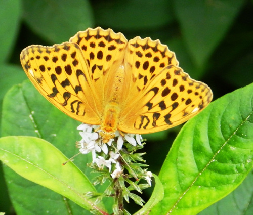 눈부신 무늬의 호랑나비. 저 작은 꽃 위에서 날개를 활짝 펴고 꿀을 먹고 있다.