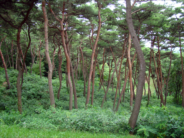 부소산성 숲에는 치유 성분이 많은 우리 토종소나무가 많다.2012.7.23