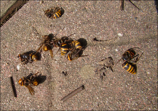 살충제를 맞고 떨어진 말벌들. 5시간 가량이 지났을 때까지 일부 말벌은 활발하게 기어다니기도 했다. 들리는 말에 그냥 두면 살아나 날아가기도 한단다. 