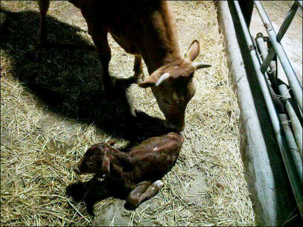 소가 새끼를 낳고 이물질을 없애기 위해 핥아주고 있습니다.