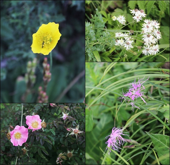 둥링산 고원에 피는 들꽃. 산양귀비(왼쪽 위), 산장미(왼쪽 아래), 꽃꿩의다리(오른쪽 위), 패랭이꽃(오른쪽 아래)을 비롯 수많은 꽃들이 군락을 이루고 있다.