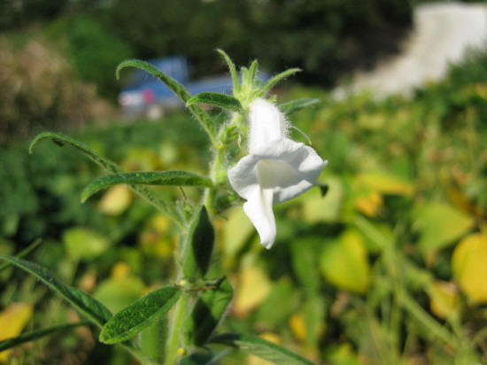 흰 참깨꽃입니다. 참깨는 창고에 넣을 때까지 수확량을 알 수 없을 정도로 짓기 힘든 농작물입니다. 