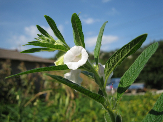 흰 참깨꽃입니다. 참깨는 창고에 넣을 때까지 수확량을 알 수 없을 정도로 짓기 힘든 농작물입니다. 