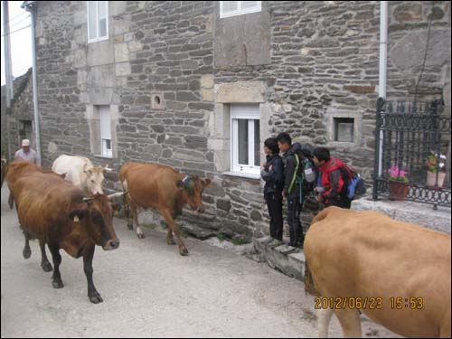 아이들은 산티아고 순례길에서 소, 양, 말 등 동물들을 자주 만났다고 합니다.