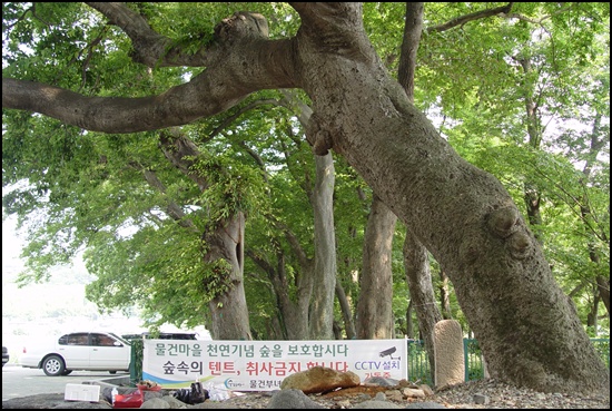  이팝나무를 당산목으로 정해 제사를 올렸는데 그 나무가 죽자 옆에 있는 팽나무가 당산목으로 정해졌습니다.