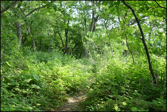 울창한 숲 사이로 작은 길이 보입니다. 숲에는 다음 세대를 준비하는 나무들도 열심히 자라고 있습니다.