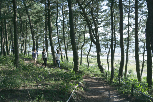 증도의 천년 해송숲. 우전해변을 따라 예쁘게 다듬어진 숲길이 10리나 된다. 