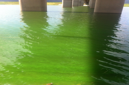낙동강 낙동대교 부근에 녹조 알갱이들이 물 위에 떠 있다(8월 1일).