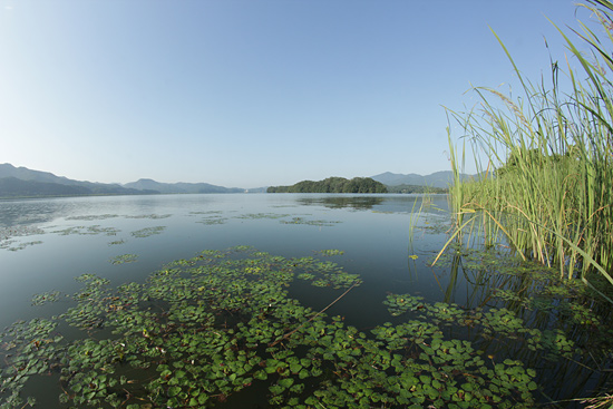 자연습지를 인공적인 공원으로 바꾸는 두물머리 행정대집행을 하루 앞두고 부들군락지 옆으로 남한강이 흐르고 있다. 여기서 남한강은 북한강과 만나 한강을 이룬다. 