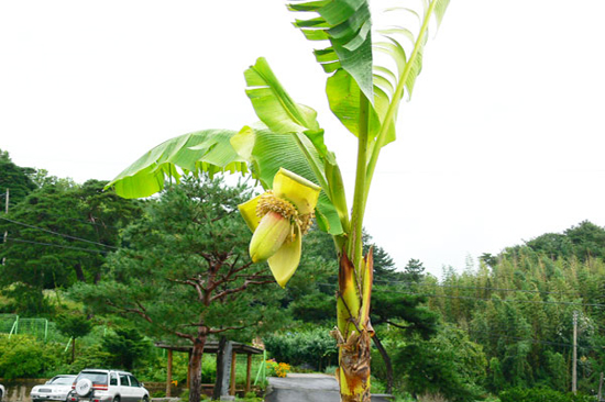 충남 서천군 문산면 사무소 앞 바나나(2년 생) 열매
