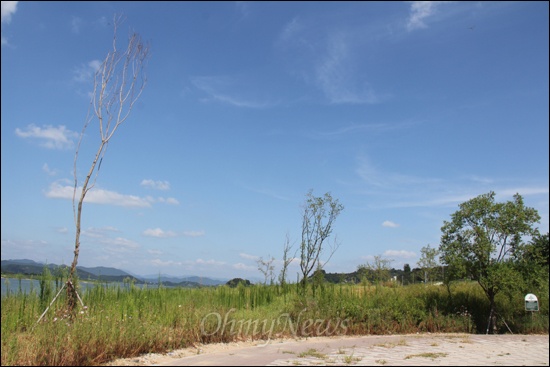 낙동강 본포수변생태공원에 심어 놓은 나무들이 말라 죽었다.