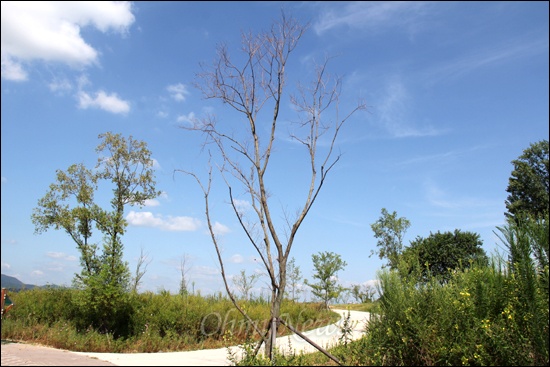 낙동강 본포수변생태공원에 심어 놓은 나무들이 말라 죽어 있다.