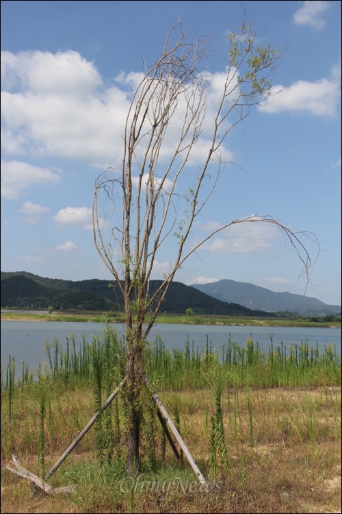낙동강 본포수변생태공원에 심어 놓은 나무가 말라 죽어 있다.