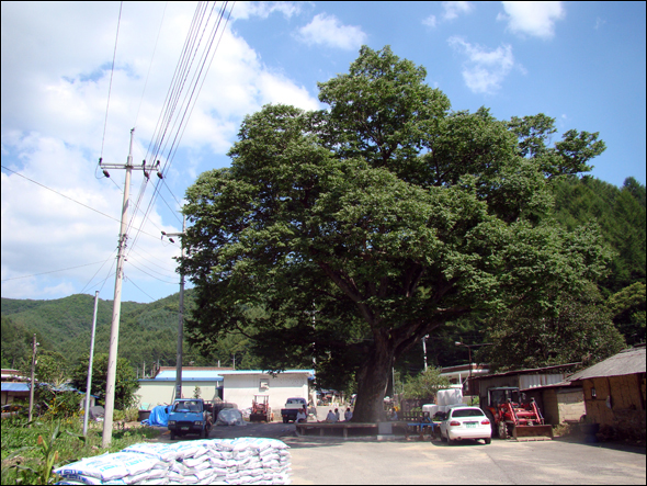 진안 하초마을과 수령 300년된 보호수-2012.8.4
