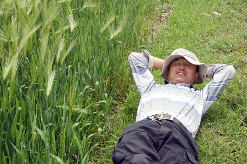 보리밭에 누워 행복한 시간을 즐기고 있는 티베트 친구.