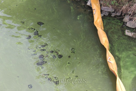 9일 낙동강 본포취수장 부근에 녹조 현상이 심한 가운데, 바닥에 붙어 있던 검정색 이끼류가 물 위로 떠올라 있다.