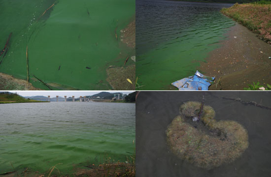 공주보 인근 수상무대 앞에는 강물이 녹색페인트를 풀어 놓은 듯 온통 짙은 녹색이 강 사면을 타고 휘감아 돌면서 흐르고 있었다.
