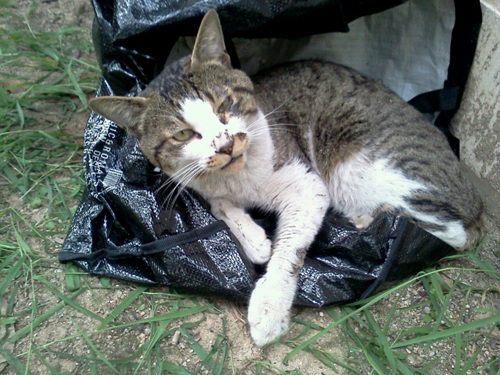 아픈데도 치료받지 못하고 검은 비닐봉투안에 버려진 고양이. 안에는 신문지와 소세지 하나가 들어있었다고 한다. 