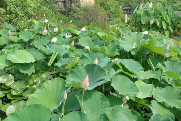 연꽃 사랑마당 앞에 작은 연못을 만들고 그 곳에 연꽃을 심었다