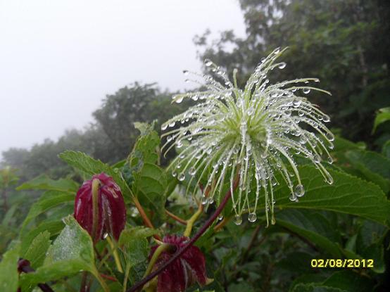 지리산... 지리산의 여름...야생화천국...